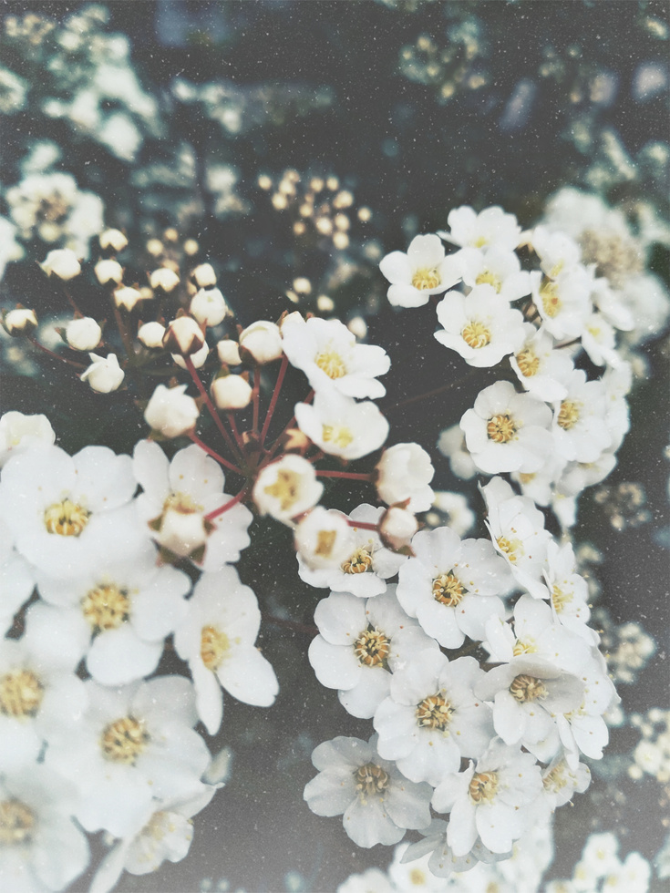 Close-up Photo Of White Flowers